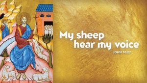 sheep hear me