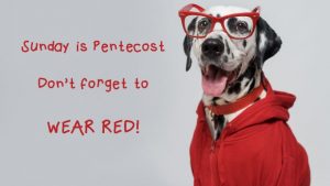 wear red dog