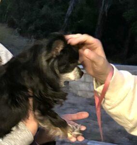 Animal being blessed